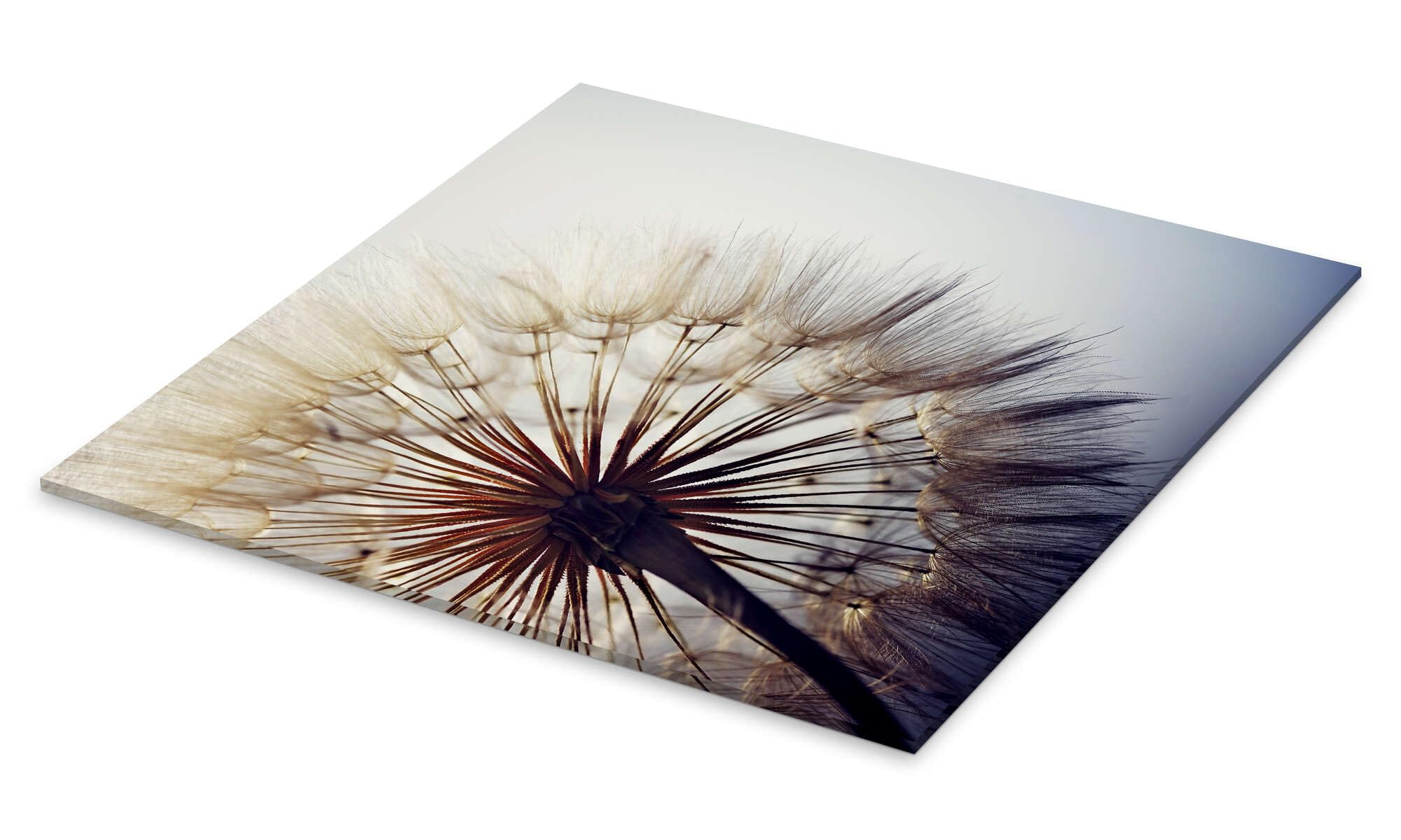 Posterlounge Große Pusteblume Acrylglasbild | 40 x 40 cm Wandbilder Wanddeko