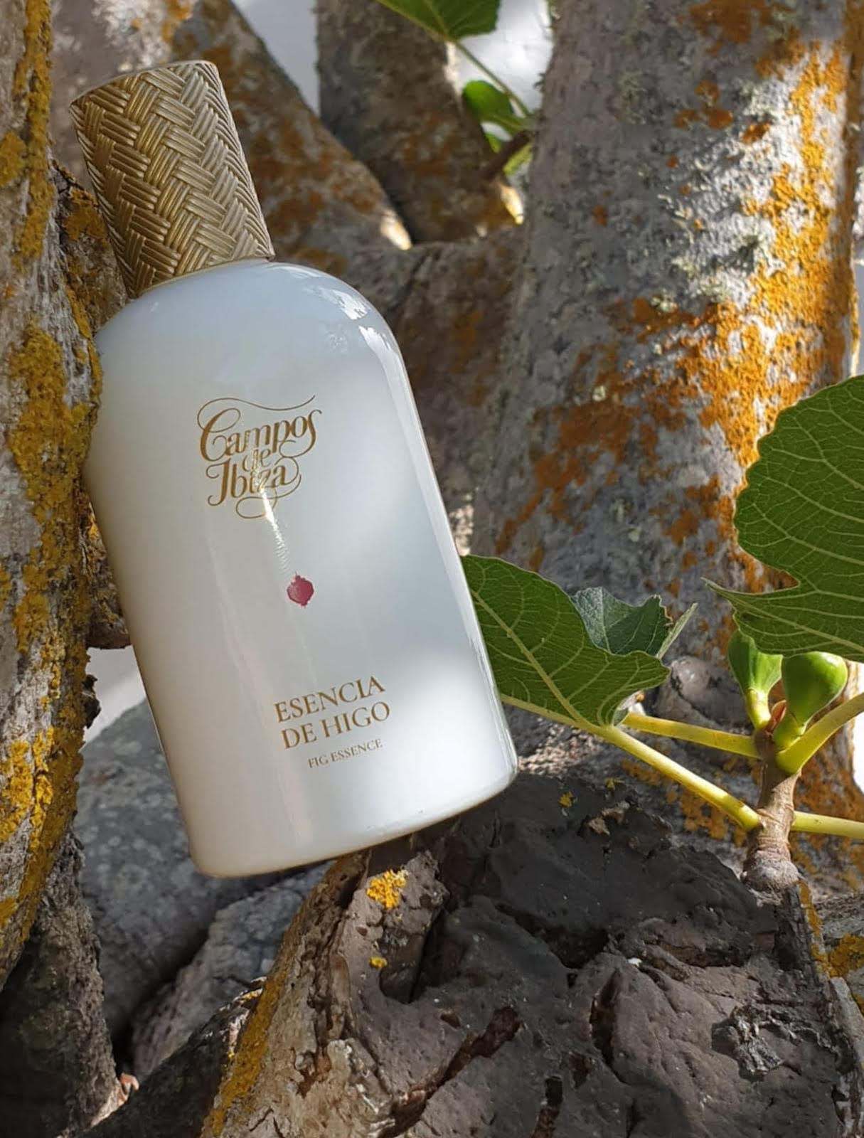 Campos de Ibiza Higo Eau de Toilette 50 ml | Perfume Unisex Afrutado | Hoja de higo y fruta dulce de Ibiza | Sin parabenos ni colorantes | Hecho en España | Frasco 50 ml con estuche