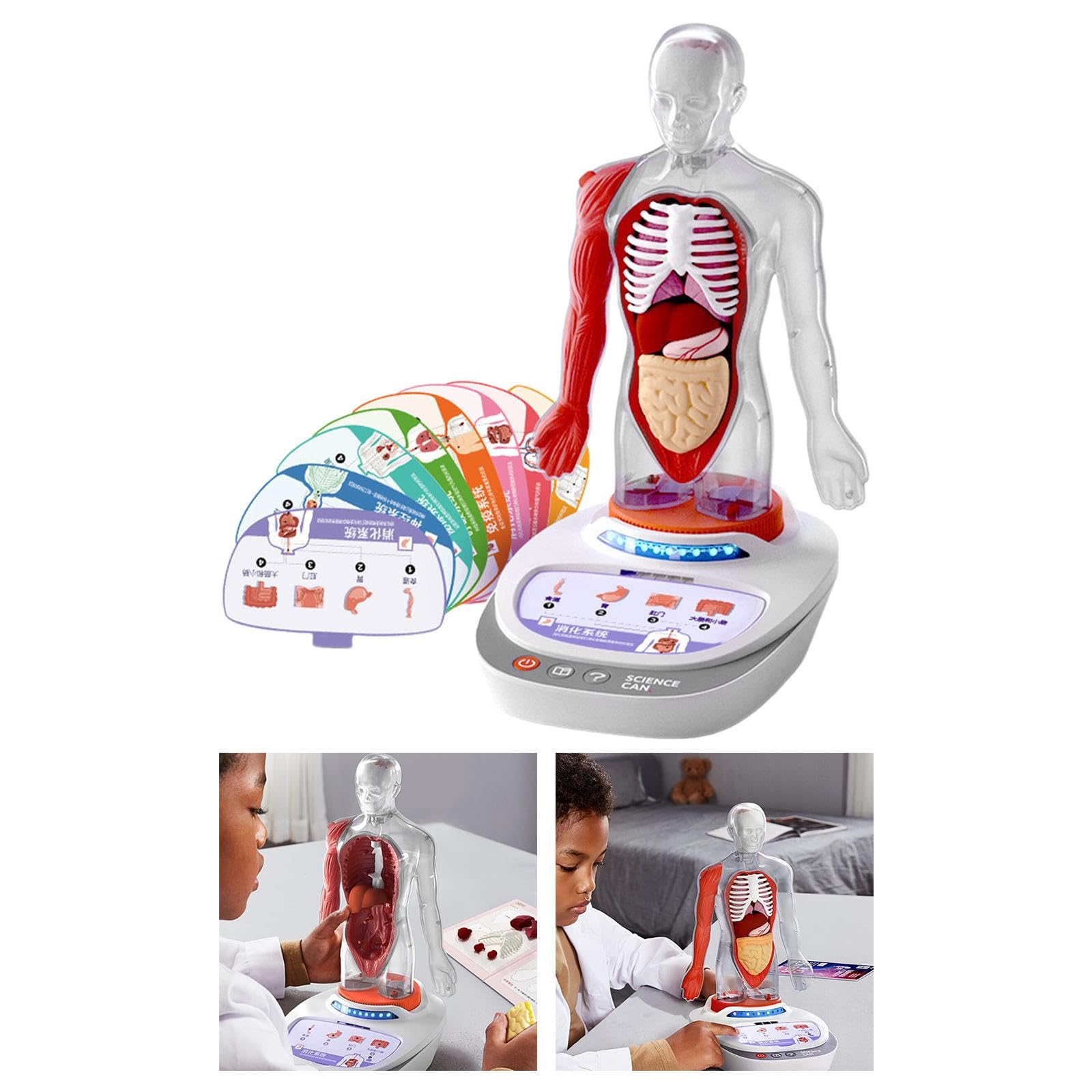 Modelo del Cuerpo Humano para Niños, Material Didáctico para El Aprendizaje de Ciencias en