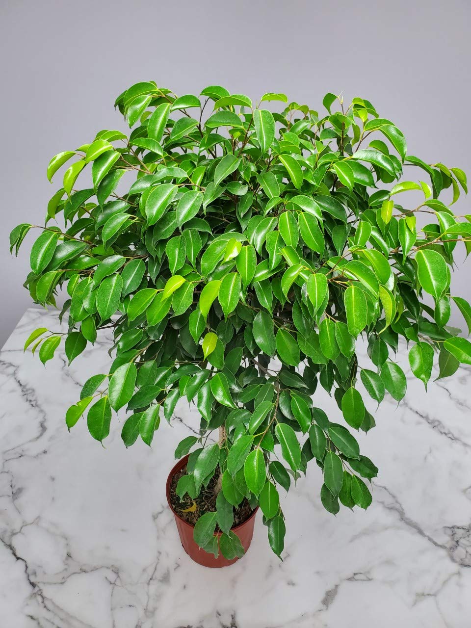 Amazon.com : Ficus Tree Wintergreen Plant - Tropical Plants of Florida -  Overall Height 38" to 44" - 3 Gallon Pot (Plant Only) : Patio, Lawn & Garden
