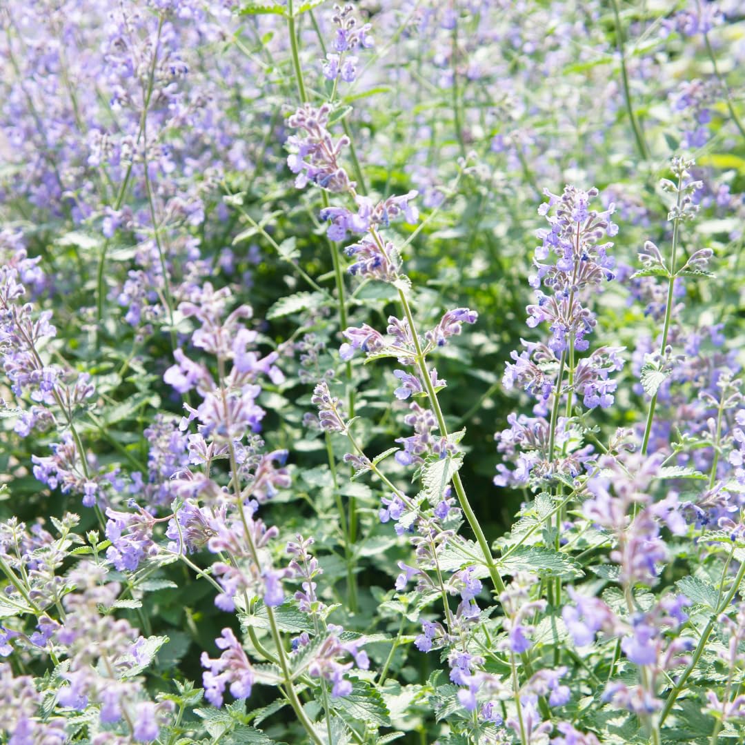 Nepeta Faassenii Perenne, per Bordure e Giardini, Blu Lavanda, Set da 12
