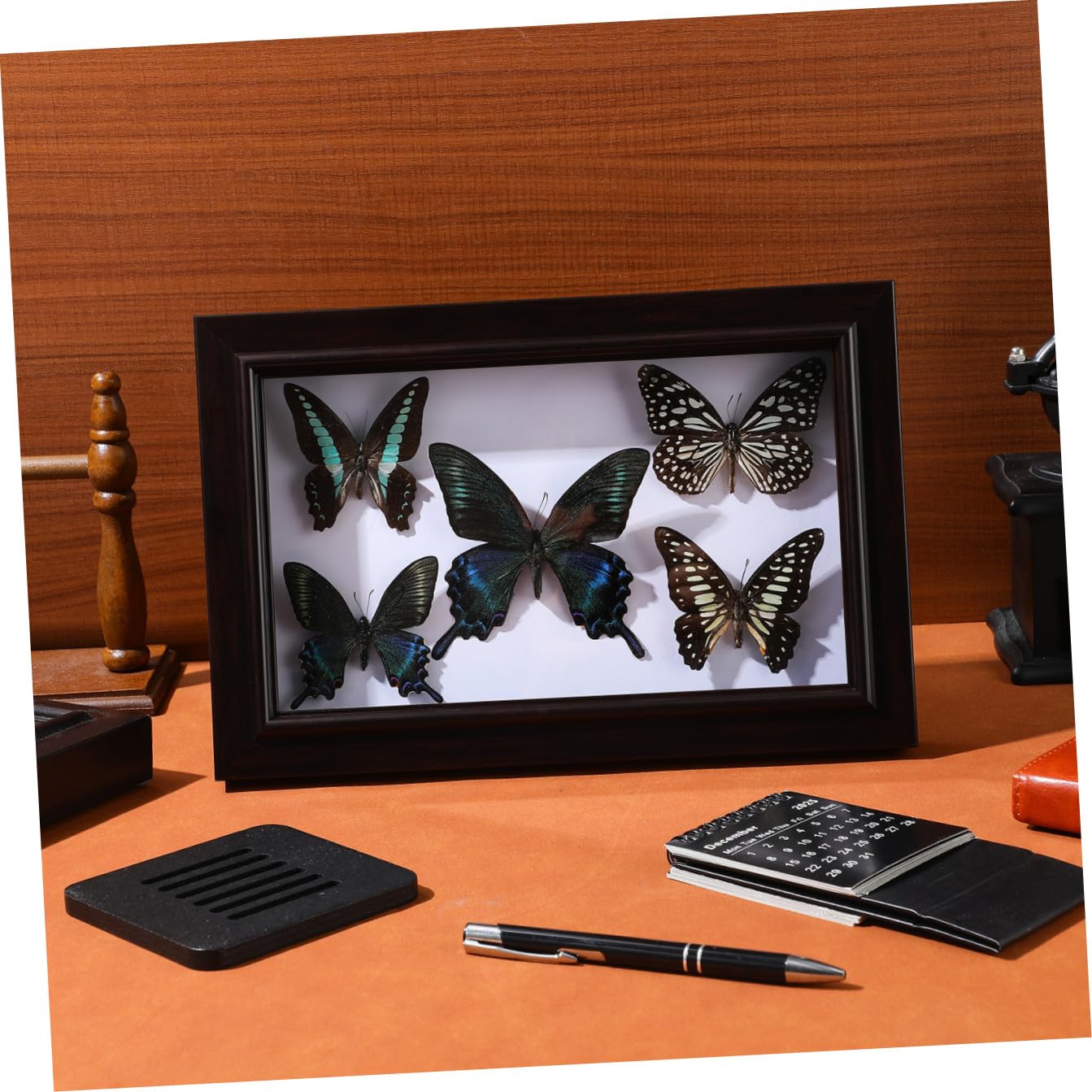 Marco de Espécimen de Mariposa de Madera para Pared