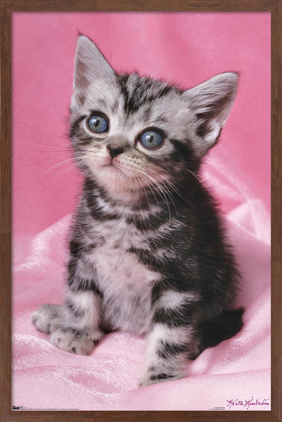 Trends International Keith Kimberlin - Kitten - Cute Wall Poster, 14.725" x 22.375", Mahogany Framed Version