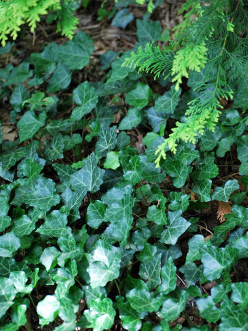 Perennial Farm Marketplace Ivy Groundcover