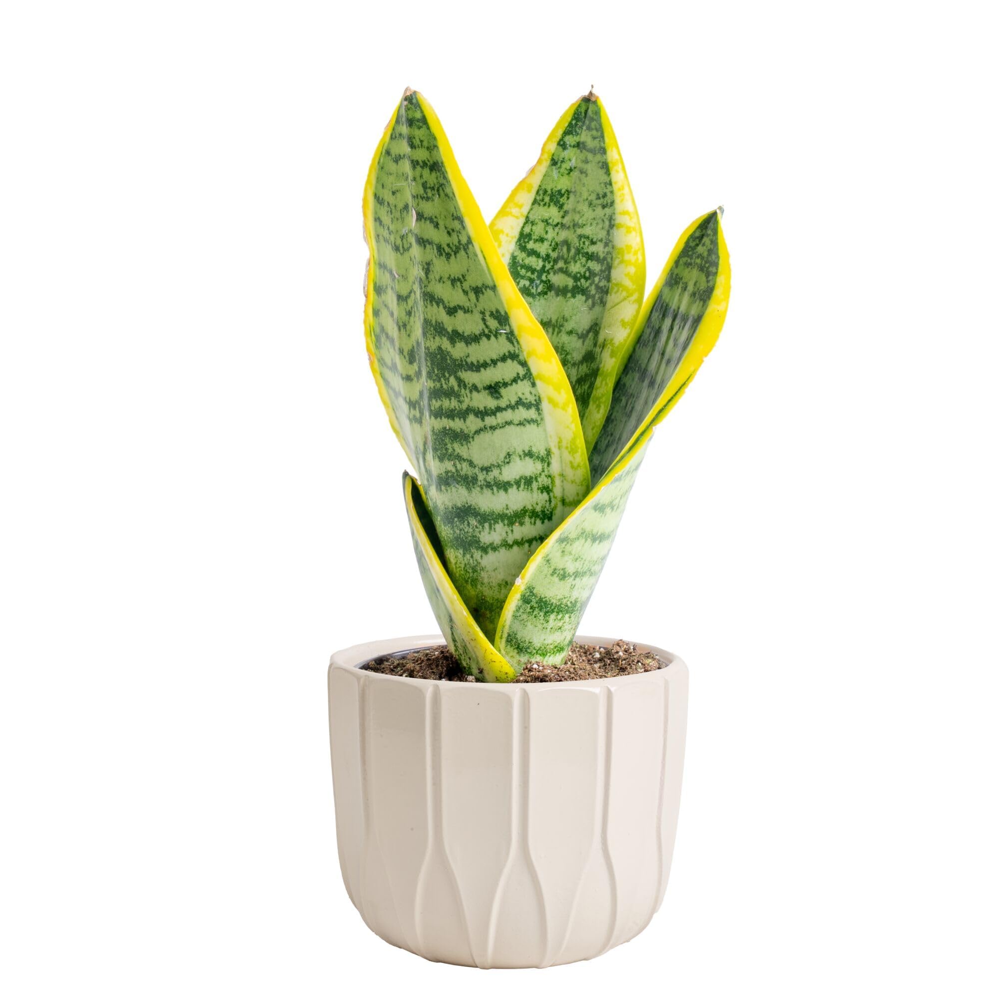 Costa Farms Snake Plant Live Houseplant, Sansevieria in 4-Inch Decor Pot, Live Indoor Plant for Low Light, Easy Care Succulent for Plant Shelf, Home Decor & Office Desk, 8-12 Inches Tall