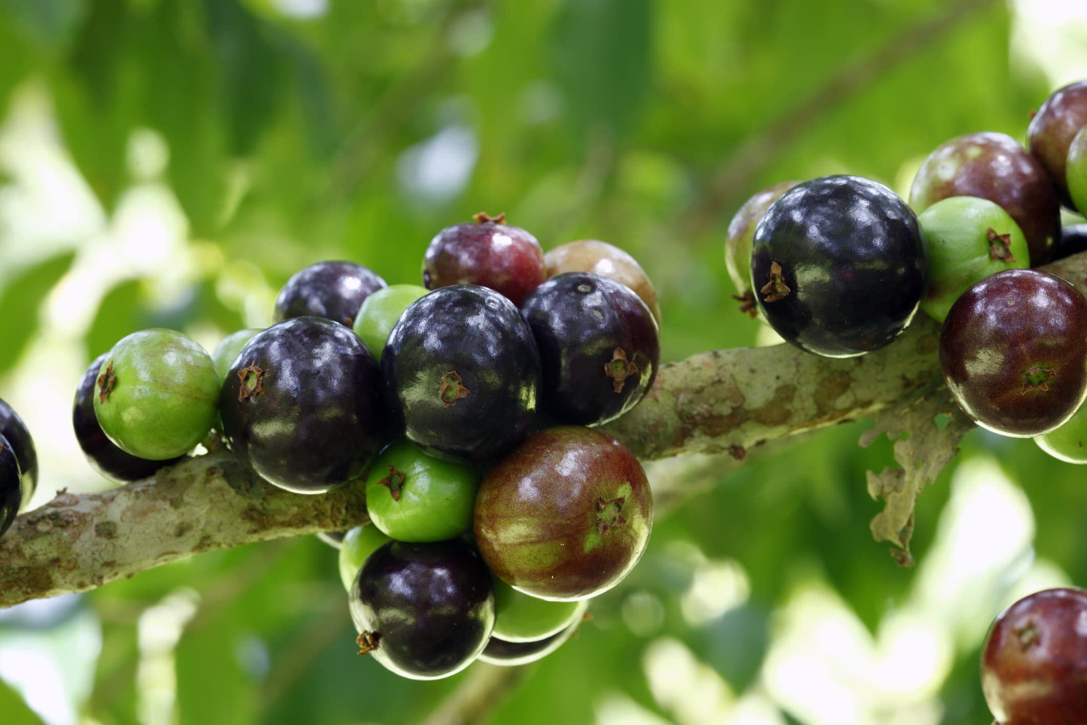Amazon.com : Jaboticaba Tree - Live Plant in a 3 Inch Growers Pot