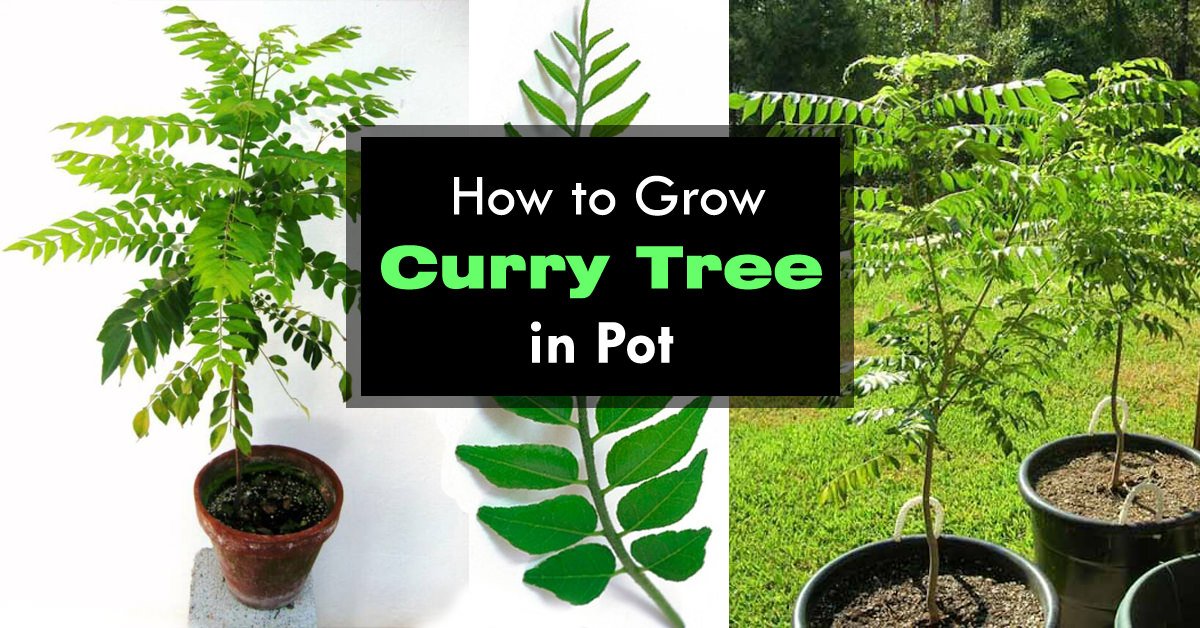 Creative Farmer Seeds For Curry Leaves Seeds For Curry Leaves Plant Seeds For Garden Pack (B075QFH84J) Amazon Price History, Amazon Price Tracker
