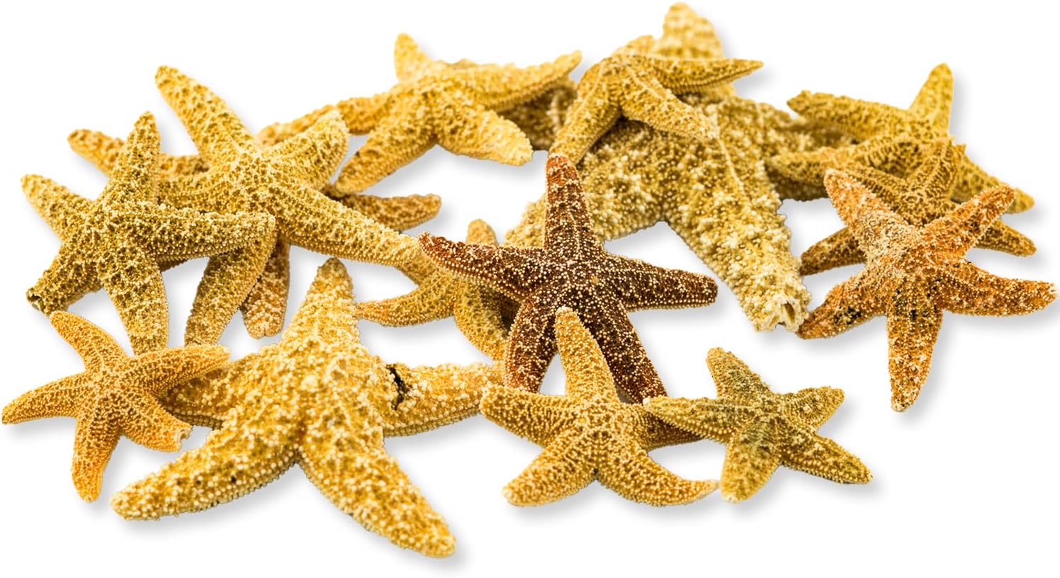 Nautical Crush Trading Real Starfish Decor- 15 Imperfect Brown Sugar Star Fish (2-5in) - Starfish for Crafts - Star Fish Shells Decorations