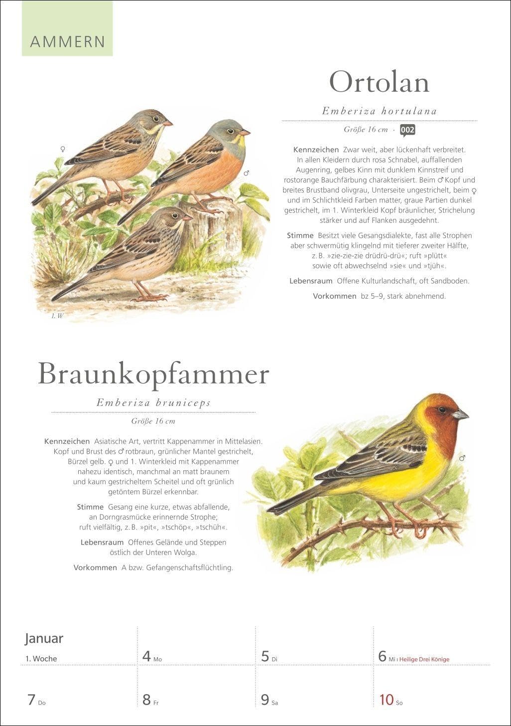 KOSMOS Was fliegt denn da? Wochenplaner 2027 - Der Kalender zum KOSMOS-Naturführer: Der Kalender zum KOSMOS Naturführer. Die bunte Vogelwelt unserer ... und fundierten Informationen