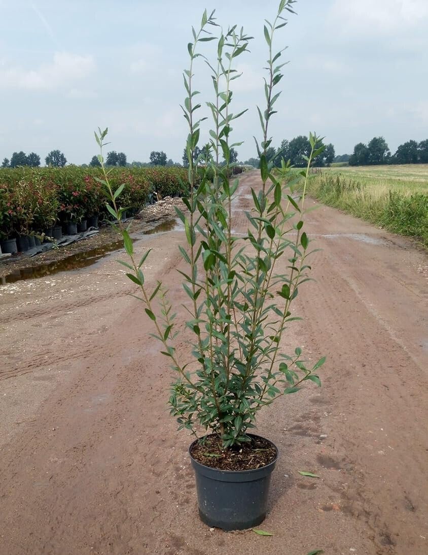 5st. Liguster ovalifolium 80-120cm reine Pflanzhöhe im Topf Ligustrum ovalifolium Heckenpflanzen Gartenpflanze