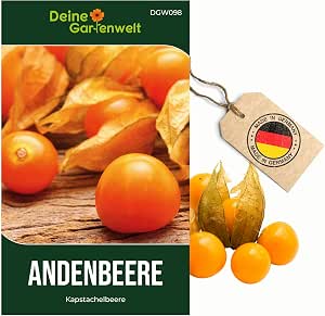 Physalis Andean Berry Cape Gooseberry Seeds - Physalis Peruviana - Andean Berry Seeds - Fruit Seeds - Seeds for 50 Plants - View 2