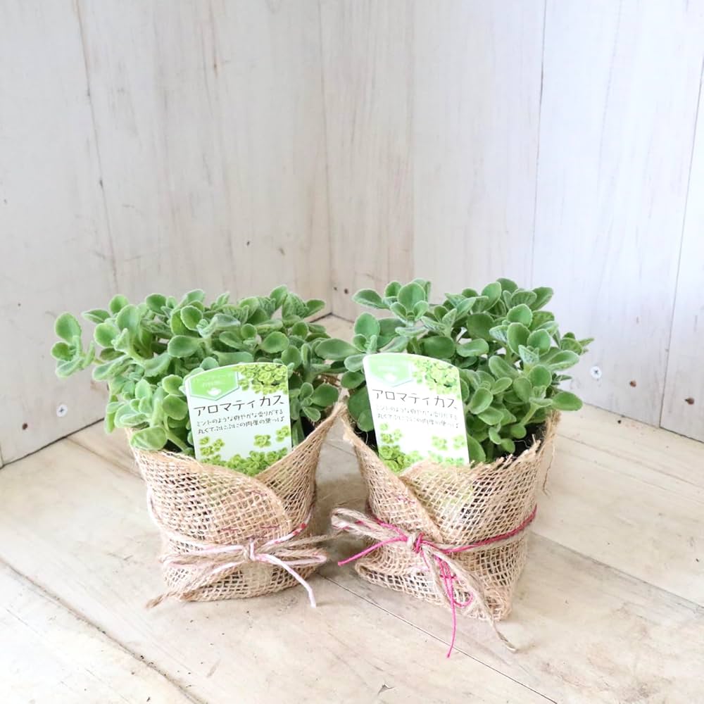 アロマティカス ポットごと発送！無農薬 多肉植物/ハーブ　ｍ24 アロマティカス ポットごと発送！G 多肉植物/ハーブ - メルカリ