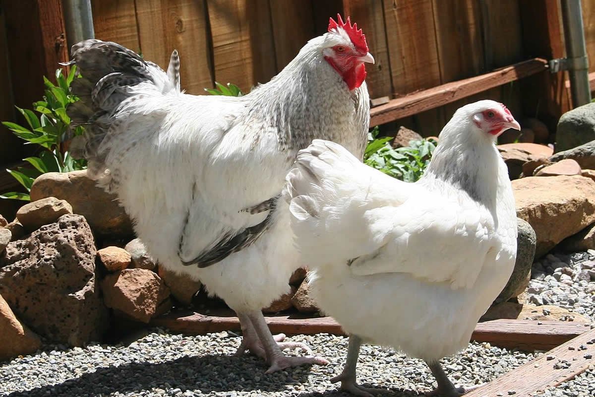 Live Hatching eggs barn yard mix Barred Rock leghorn black and red sexlink many buff bantams Americana and bearded silkies. product thumbnail 2