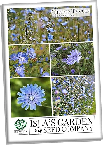 Miniatura 2 de Semillas de flores silvestres de achicoria para plantar, más de 1500 semillas de flores por paquete, semillas de jardín de Isla (semillas de jardín