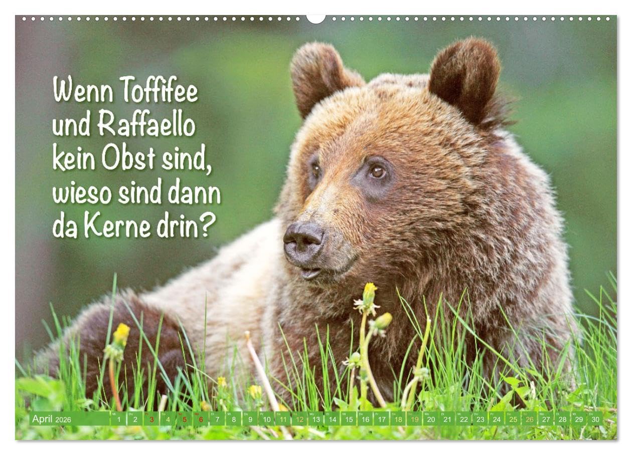 Spaß mit Bären: Edition lustige Tiere (Wandkalender 2026 DIN A2 quer), CALVENDO Monatskalender: Bären: Meister Petz, freche Sprüche und humorvolle Tierporträts (CALVENDO Tiere)