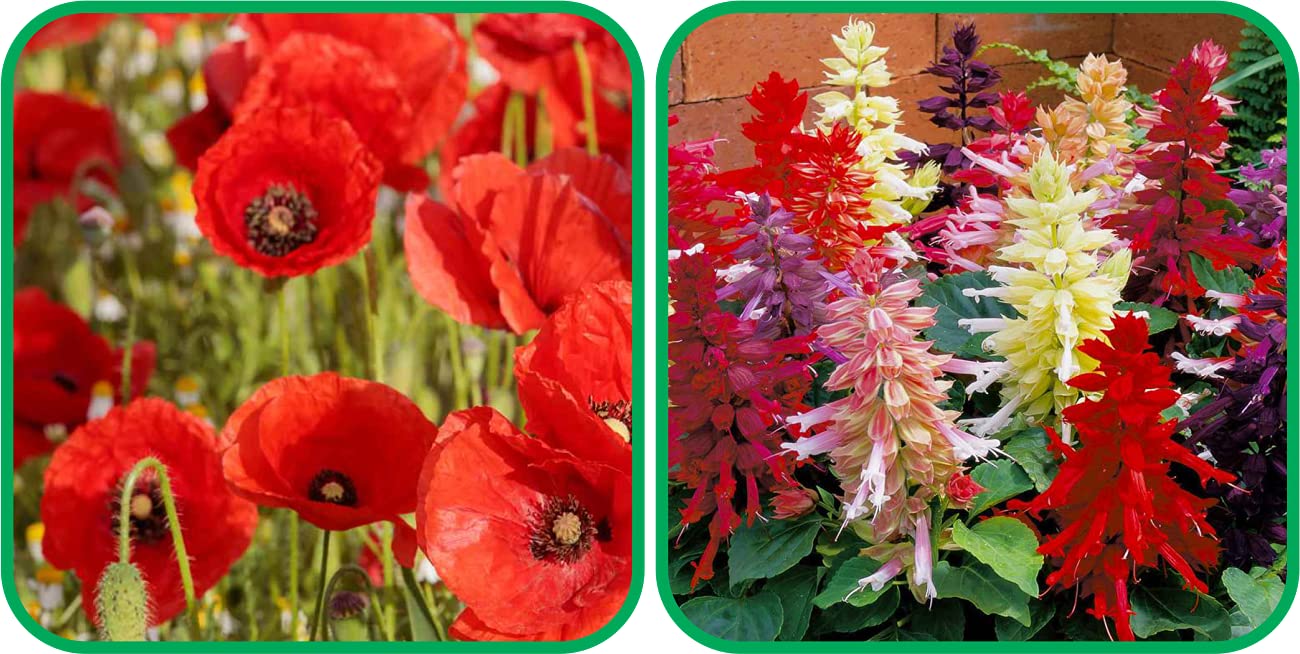 See full amazon price history chart for Aero Seeds Salvia Mix Color And Poppy Red Flower Seeds Pack (50 Seeds In Each Packet) Aero Seeds Salvia Mix Color And Poppy Red Flower Seeds Pack (50 Seeds In Each Packet) (B0989XNKRX) Amazon Price History, Amazon Price Tracker