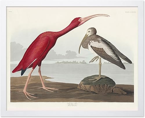 Miniatura 14 de Poster Master Póster vintage de colibríes, impresión de formas de arte retro en la naturaleza, arte de pájaros, regalo para él, ella y amante de los