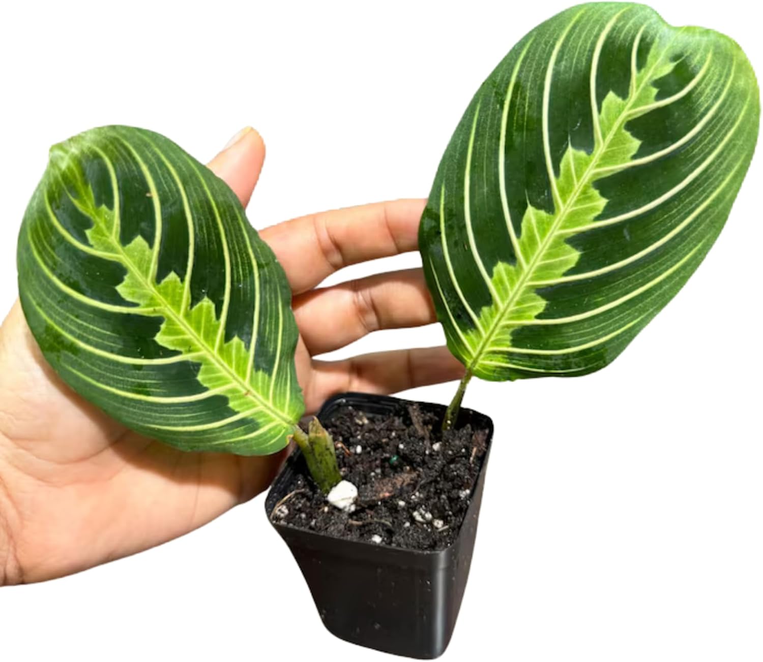 PLANTVERS Live Lemon Lime Prayer Plant in a Nursery Pot - Maranta Leuconeura - Low Light Potted Houseplant - Low Maintenance and Air Purifier Indoor Houseplant (Prayer Plant 4" Full Pot)