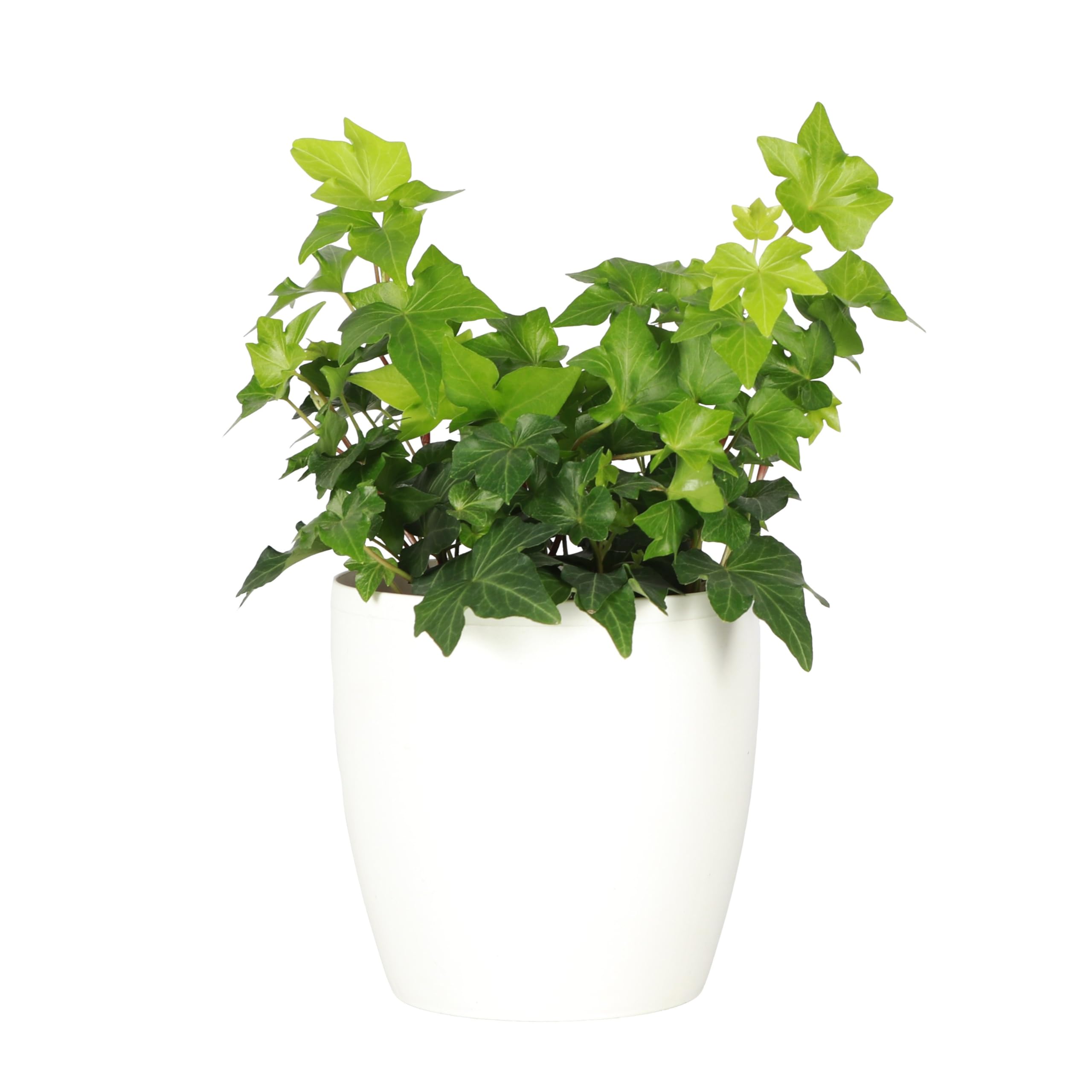Amazon.com : Thorsen's Greenhouse Live Green English Ivy Plant