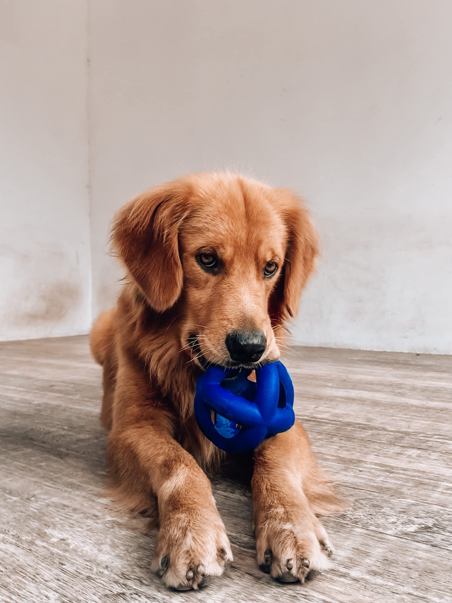 SuperChewy Tough Dog Cage Ball Toy | Dożywotnia gwarancja wymiany, mocna guma naturalna, świetna zabawka dla psa, zabawka do żucia dla psów, bardzo trwała zabawka do żucia dla agresywnych żuć, dla dużych ras