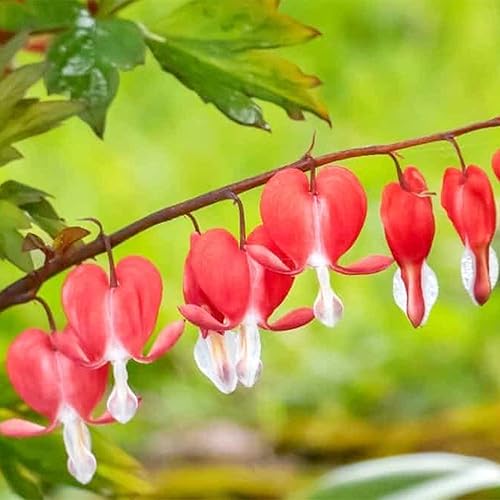 Miniatura 3 de QAUZUY GARDEN Semillas de corazón sangrantes 10 semillas de flores rojas brillantes flor de corazón dicentra spectabilis llamativa flor de sombra