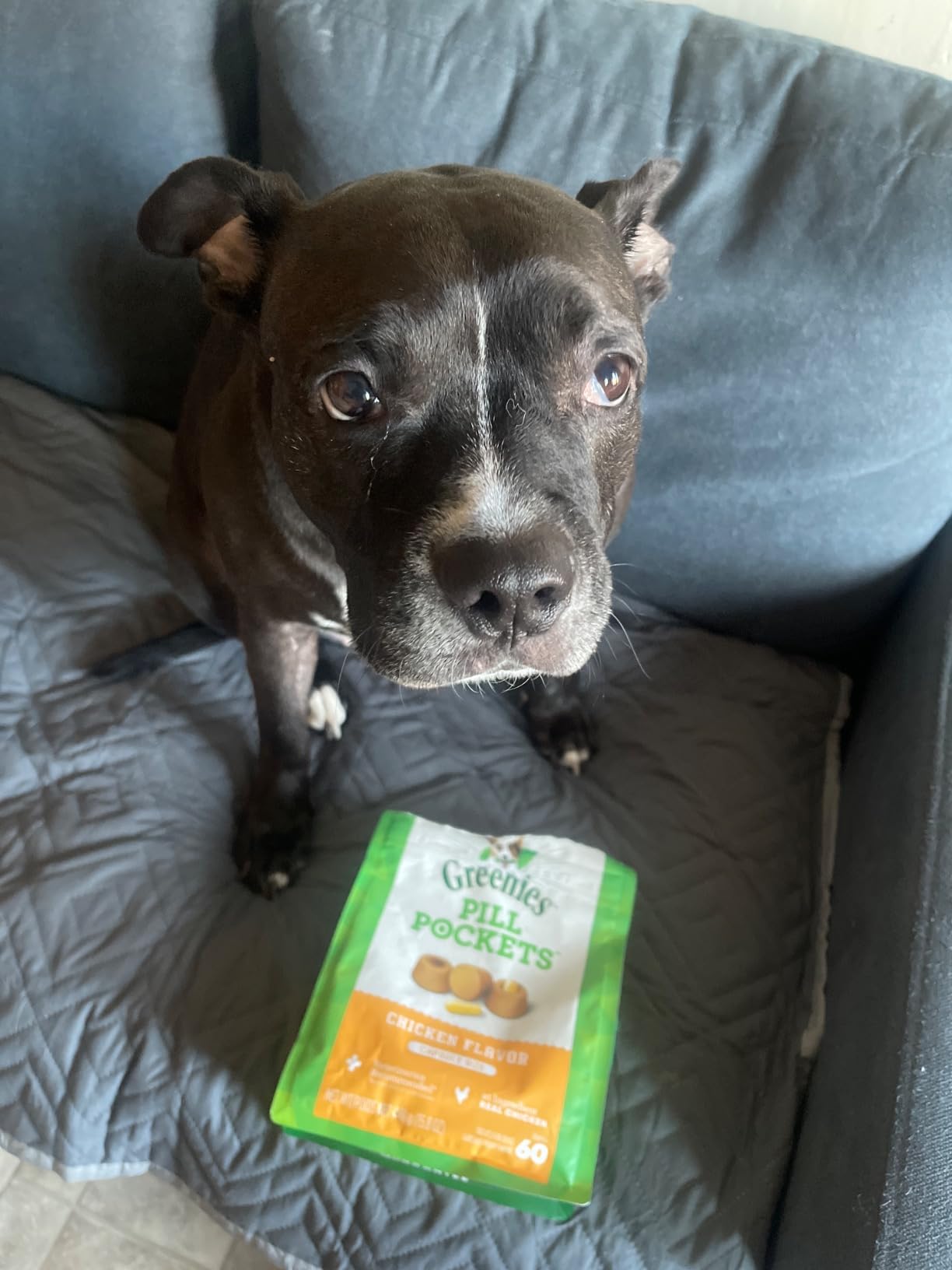 Greenies Pill Pockets for Dogs Large Size, Soft Dog Treats, with Real Peanut Butter, 15.8 oz. Pouch (60 Treats) photo review