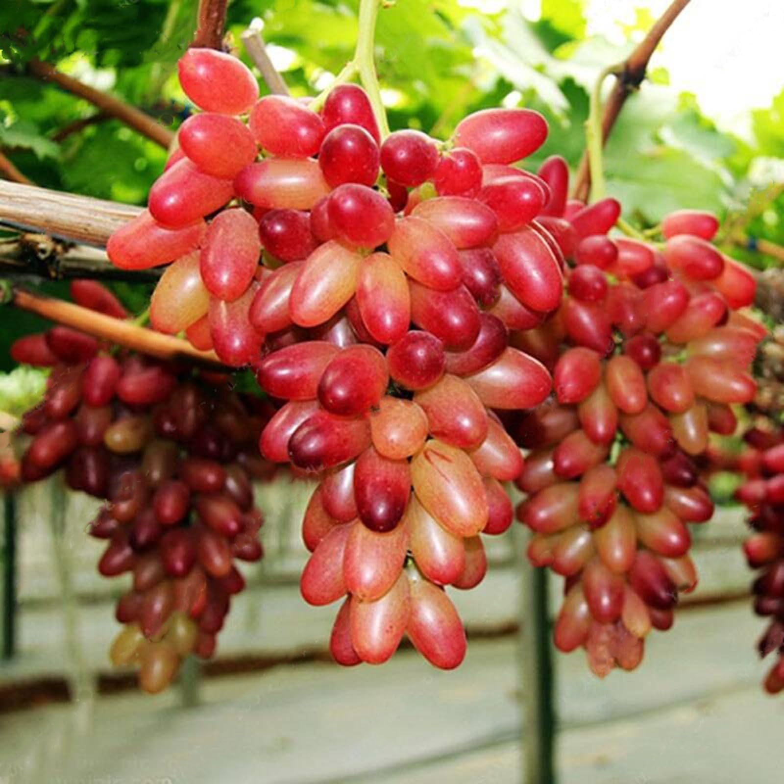 Ggrape Bare Root,Good for Containers Finger Grape Root, Excellent Display, Grape Vine Plant-2 Roots-C