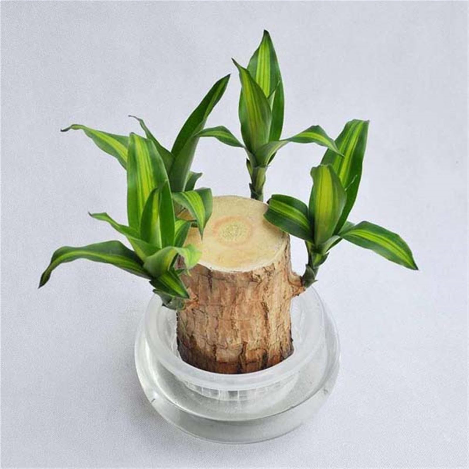 Live Lucky Brazil Wood Indoor Lucky Plant for Living Room | Brazilian Wood, Indoor Plant, Lucky Plant, Living Room Decor-image-33