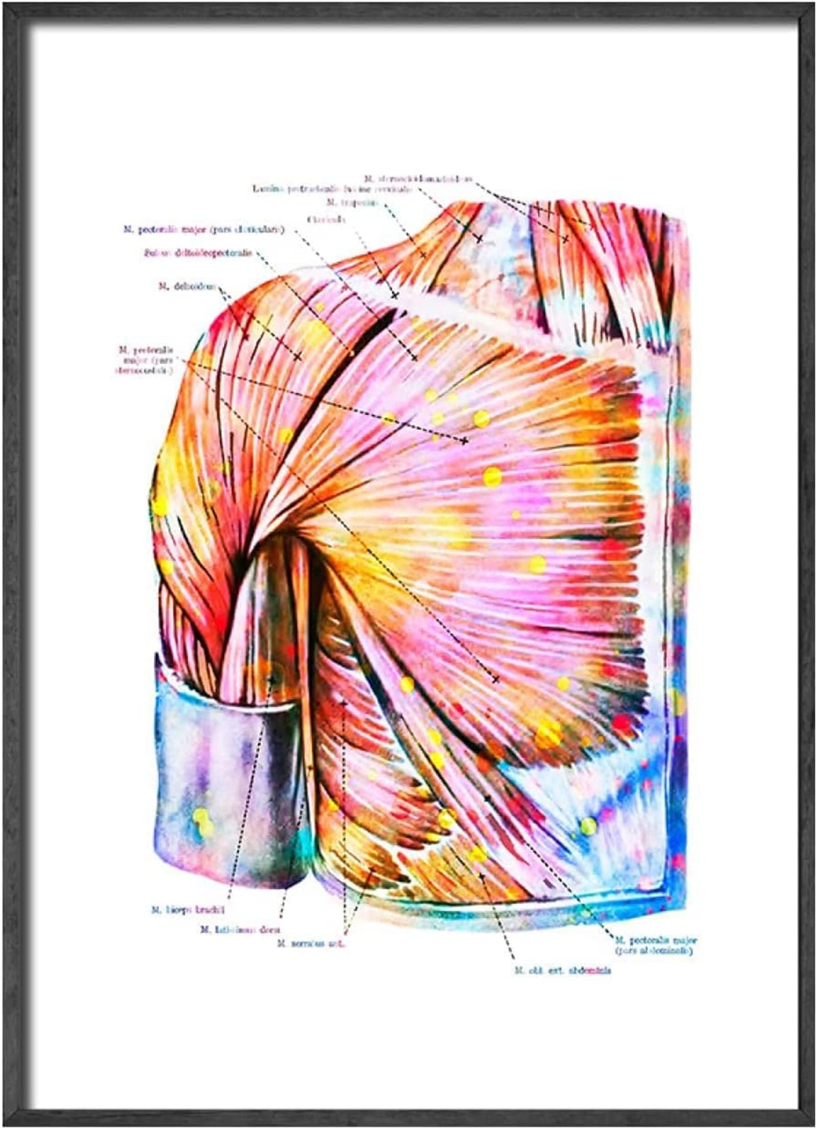 Anatomie Medizin Leinwand Malerei Bilder Menschliches Muskelsystem Poster Kunstdruck Wandbilder für Krankenhaus Klinik Deko Rahmenlos (6X50X70CM)