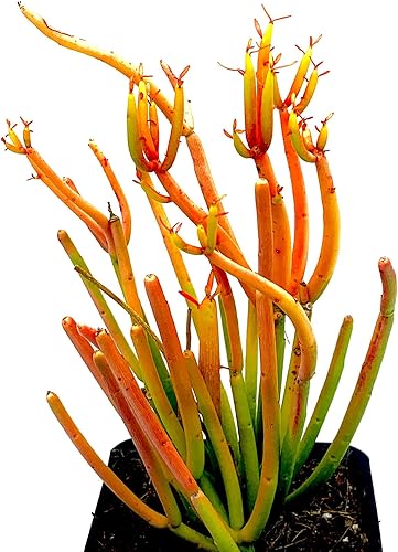 Plantas suculentas vivas de 4 pulgadas en maceta(s) totalmente enraizadas, palos de fuego Euphorbia tirucalli fáciles de cultivar (palitos de fuego)