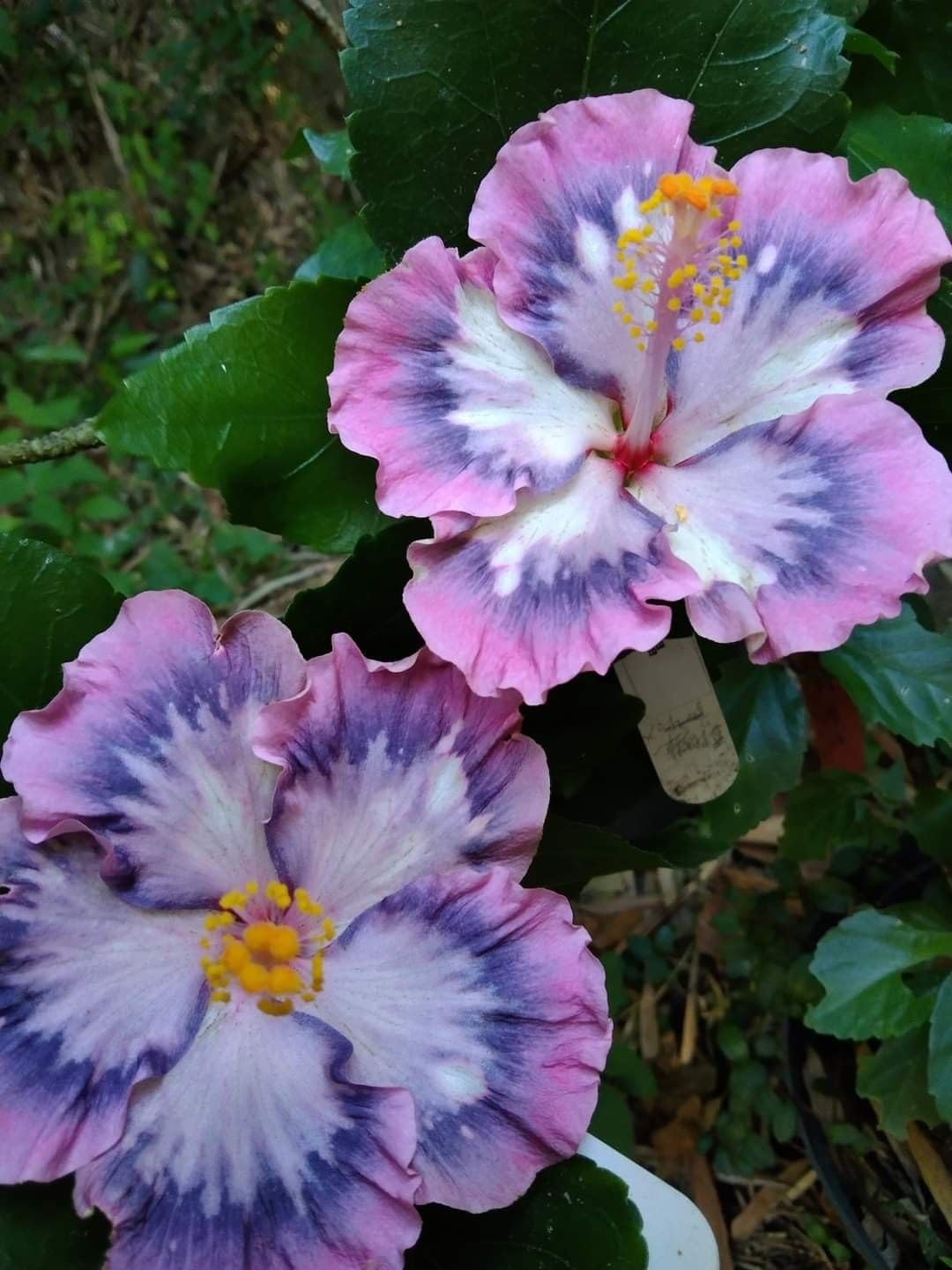 See full amazon price history chart for BeGrin Australian Pink Purple Hibiscus Grafted Live Plant Rose Mallow Joba Flower Live Plant Chinese Hibiscus China Rose Shoeblack Plant Bloom in 1 month Code=0055 BeGrin Australian Pink Purple Hibiscus Grafted Live Plant Rose Mallow Joba Flower Live Plant Chinese Hibiscus China Rose Shoeblack Plant Bloom in 1 month Code=0055 (B0D26CFFQC) Amazon Price History, Amazon Price Tracker