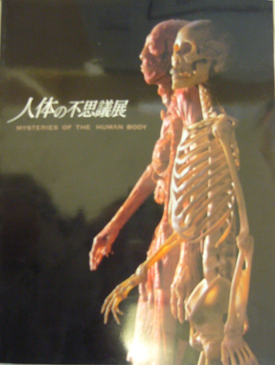 人体 頭骨 スカル スケルトン 標本 ドクロ 生物 理科 科学 人体の不思議展