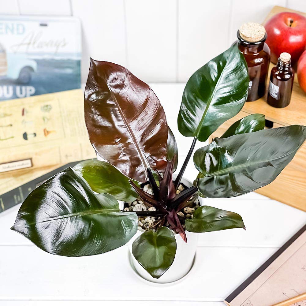 Amazon.co.jp: PLANCHU 観葉植物 フィロデンドロン ブラック 