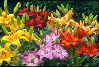 GARTHWAITE NURSERIES® : - UK Stockist : - 3 Mixed Pixie Dwarf Lily Bulbs for Patio & Pots Highly Fragrant Garden Perennial