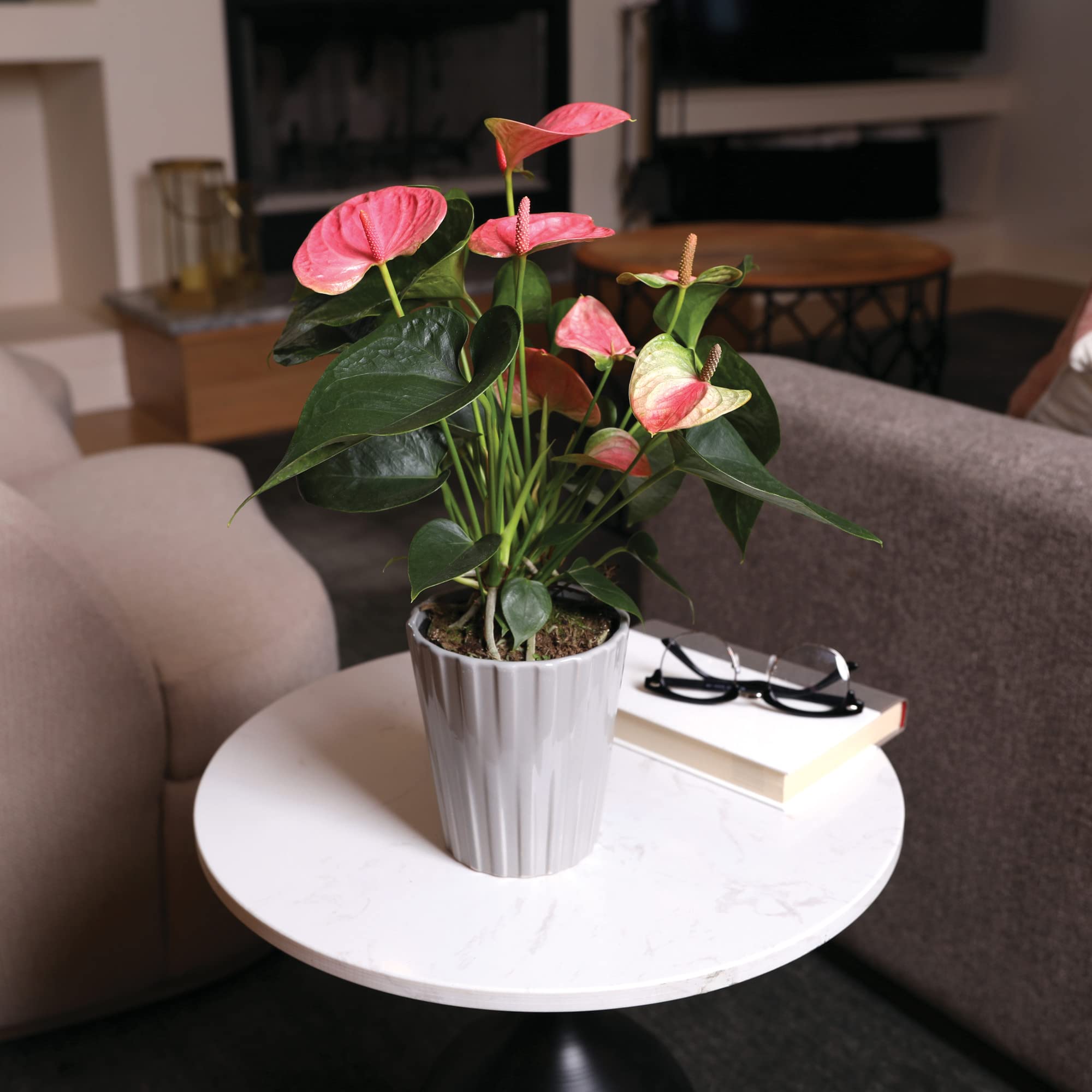 fiddle leaf fig plant for sale The Sill Fiddle Leaf Fig Houseplants, Medium in Cream