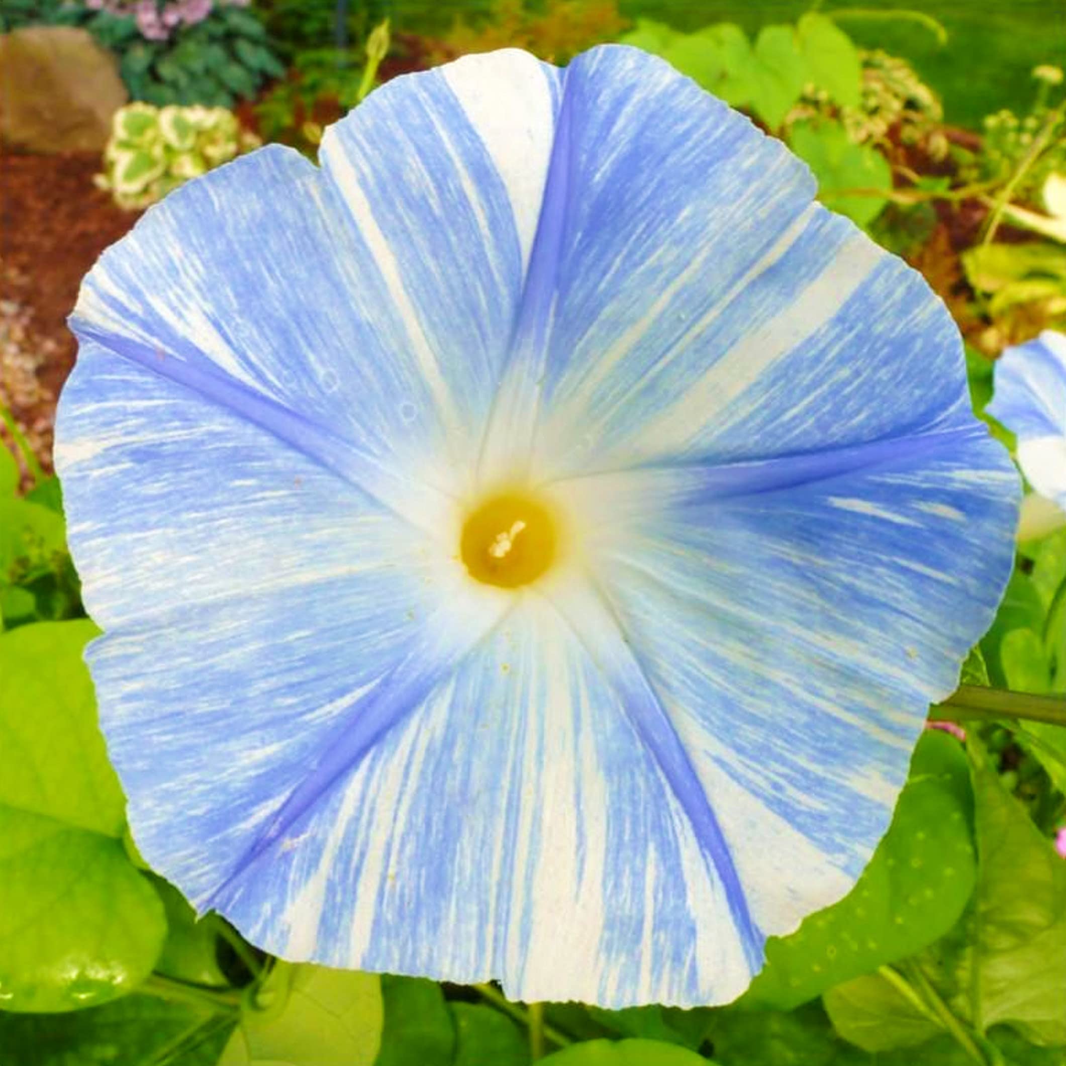 Morning Glory Flower Seeds - Vibrant Colors, Easy Grow -6 Morning Glory Flower Seeds - Vibrant Colors, Easy Grow -6