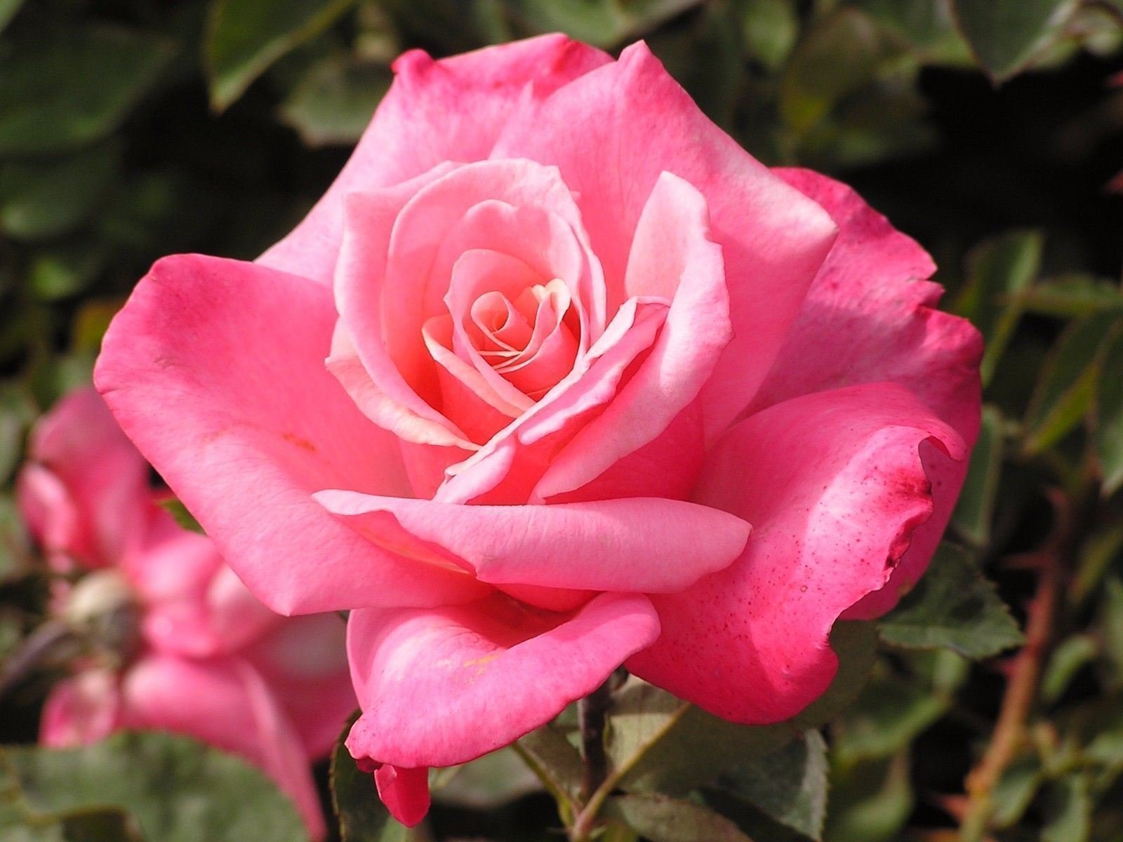 Amazon.com : First Prize Hybrid Tea Rose (1 Plant) Border,Cut
