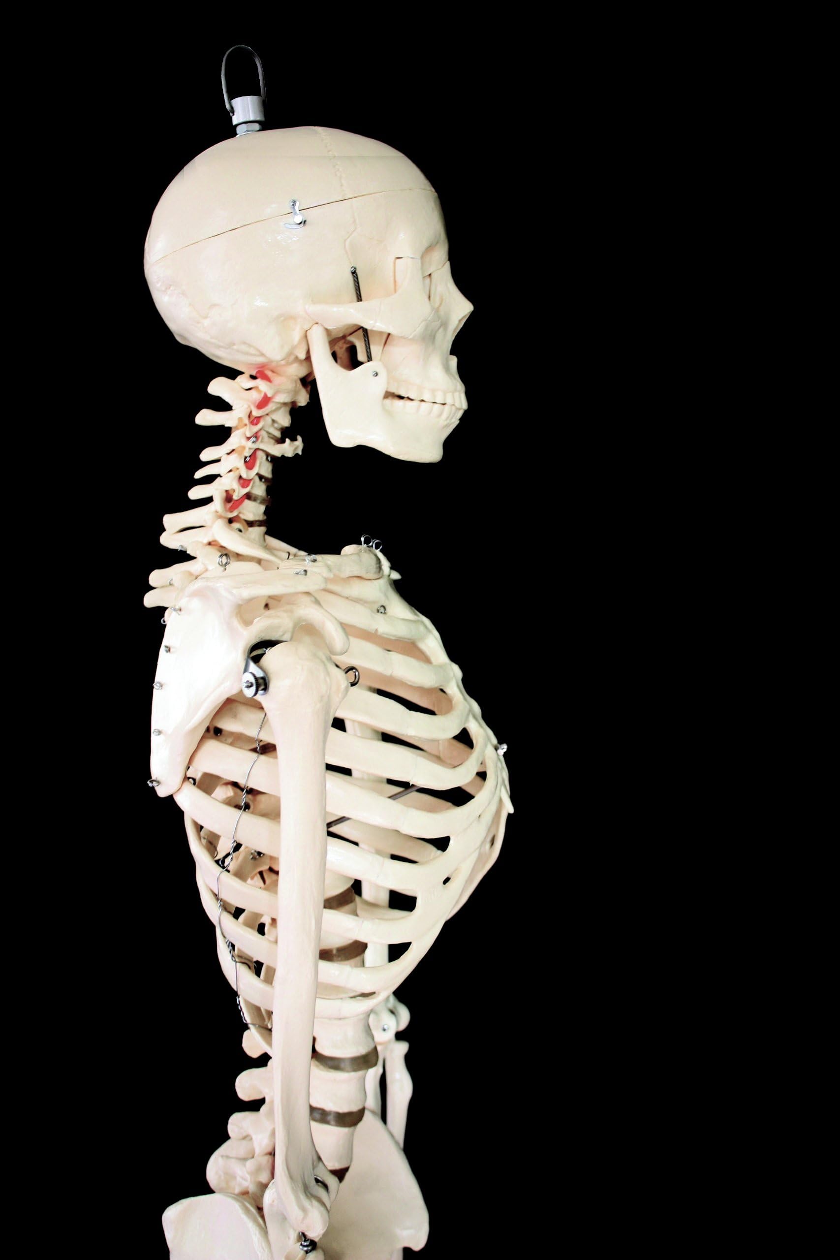 FULL SIZED 168CM SKELETON