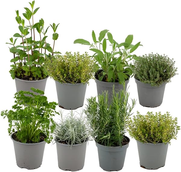 Capricieuse Plantes Aromatiques