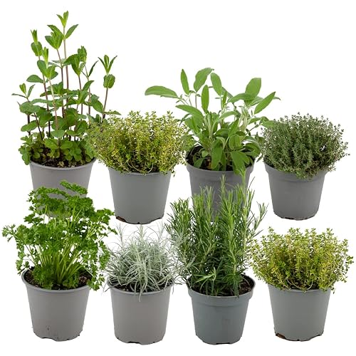 Italiennes Herbes Fraîches Aromatiques Plantes en pot de fleurs Ø