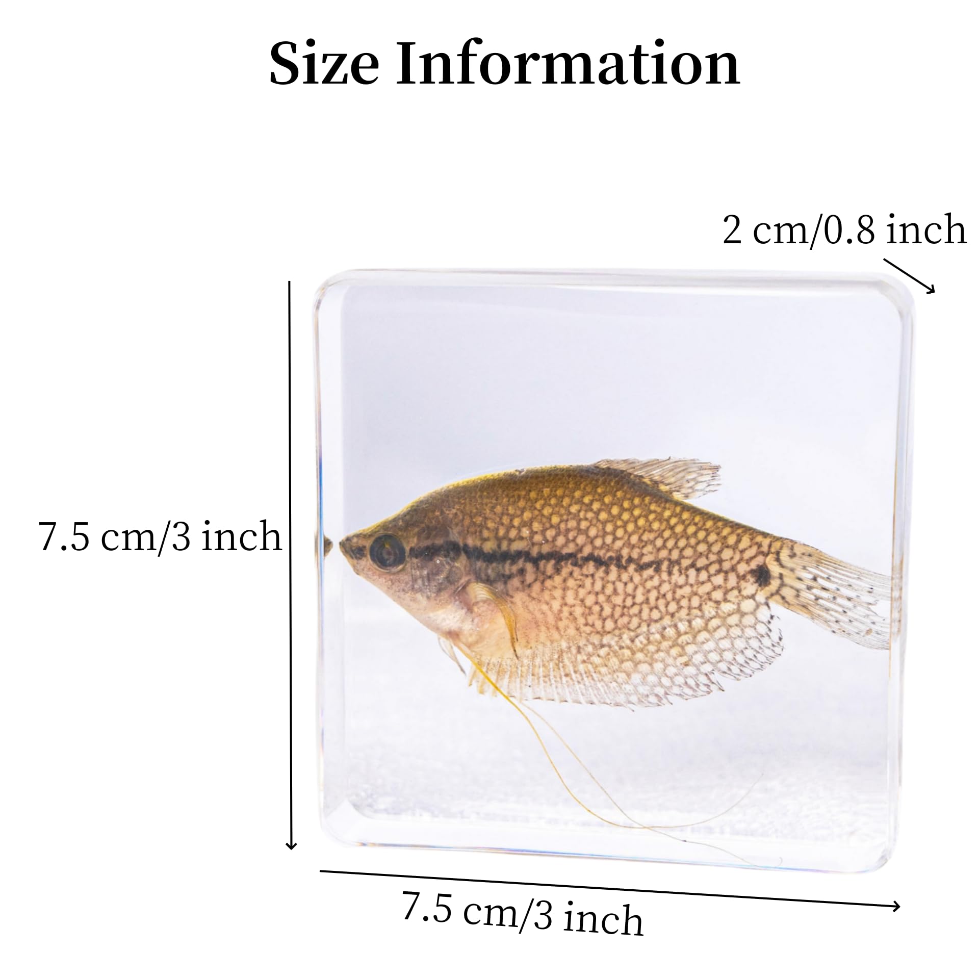 Sea Animal in Resin Specimen Paperweights, Real Animal Specimens Preserved for Scientific Educational Display Supplies, Insect Taxidermy Collectibles Study (Fish, 3x3x0.8 inch)