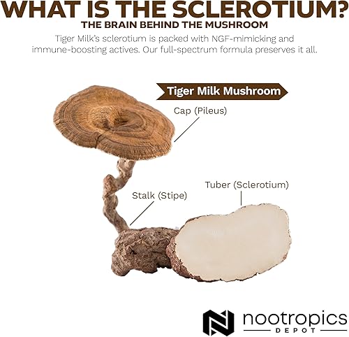 Miniatura 5 de Nootropics Depot Cápsulas de hongos con leche de tigre  300 mg  180 unidades  Lignosus rhinocerus esclerotium  Cognición, histamina y apoyo