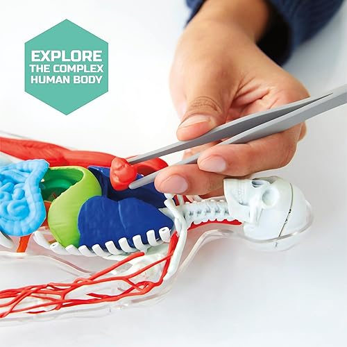 Miniatura 4 de Discovery #Mindblown - Modelo de biología de 28 piezas de anatomía humana 3D con modelo humano que brilla en la oscuridad, aprendizaje práctico, a