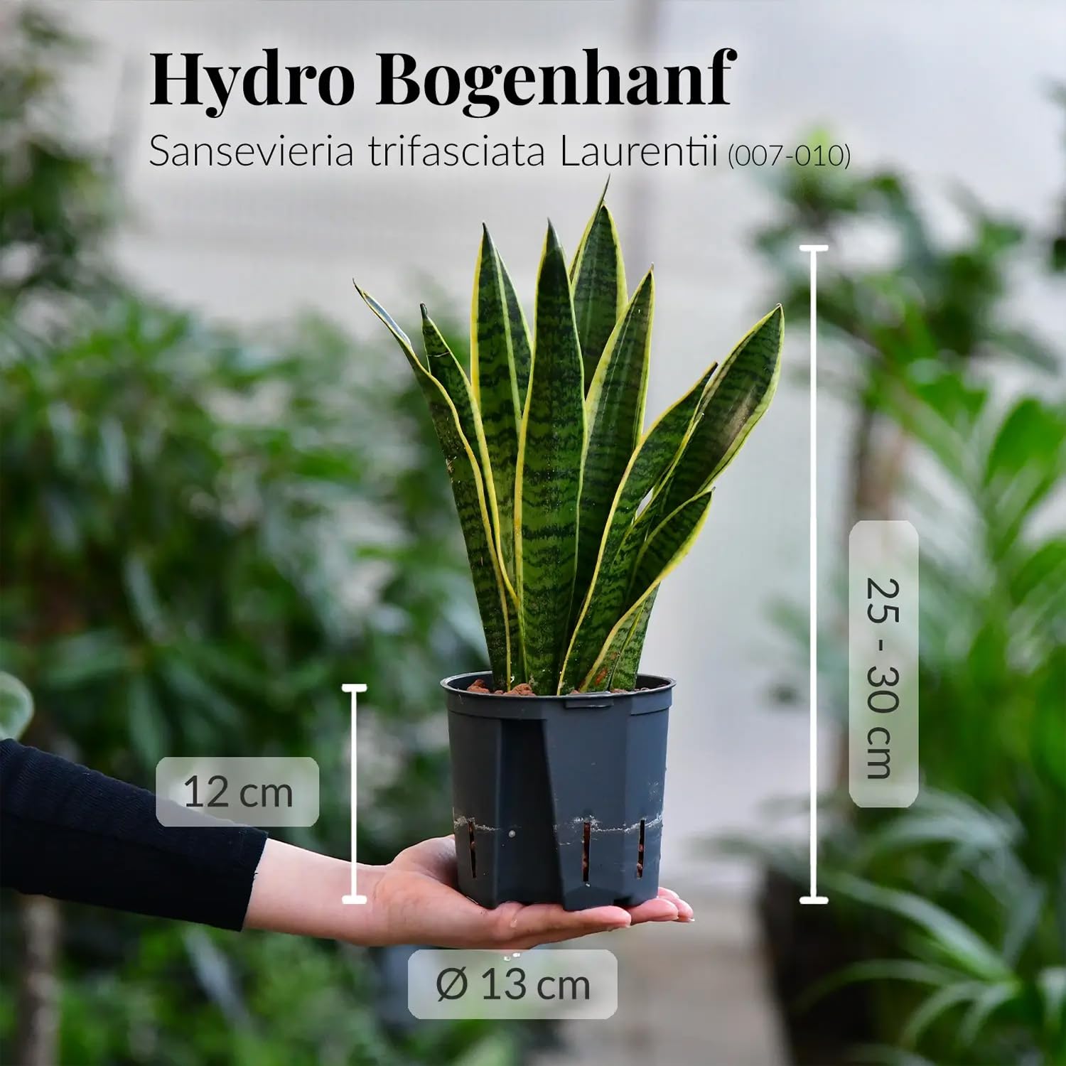 Hydro Büropflanzen Set Sideboard Betonoptik Grau Sansevieria
