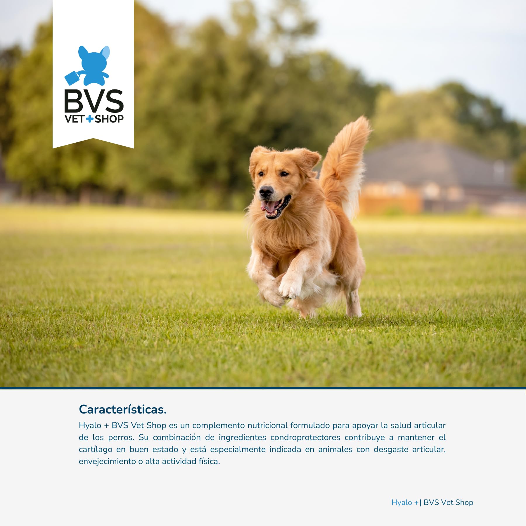 BVS Vet Shop | Hyalo Plus para Perros | Fortalece el Tejido cartilaginoso y Mejora la Movilidad de tu Mascota | 480 Comprimidos