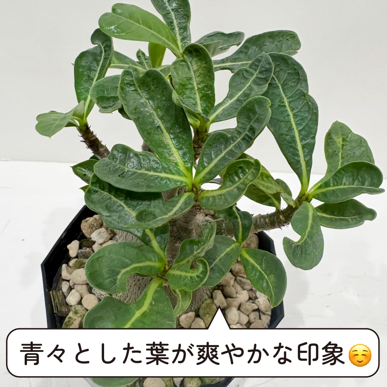 Amazon｜アデニウム アラビカム 4号 砂漠のバラ 塊根植物 コーデックス