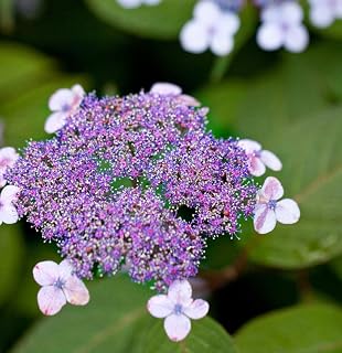 50 pcs Mixed Nikko Blue Hydrangea Seeds, Fast Growing Shrub, Giant Snowball Hydrangea Seeds, Garden Hardy Perennial Flower Seeds