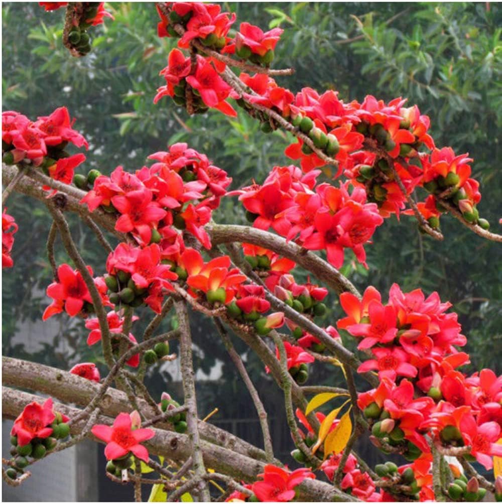 Red Silk Cotton Tree Seeds Bombax Ceiba Seeds 20 Seeds Patio, Lawn & Garden