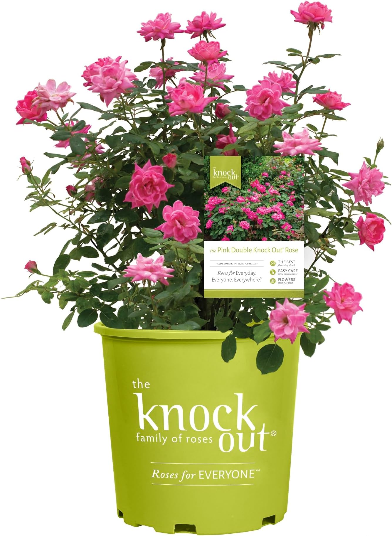 Pink Double Knock Out Rose Bush (1 Gallon) Flowering Semi-Evergreen Shrub with Bubble-Gum Pink Double-Form Blooms - Full Sun Live Outdoor Plant
