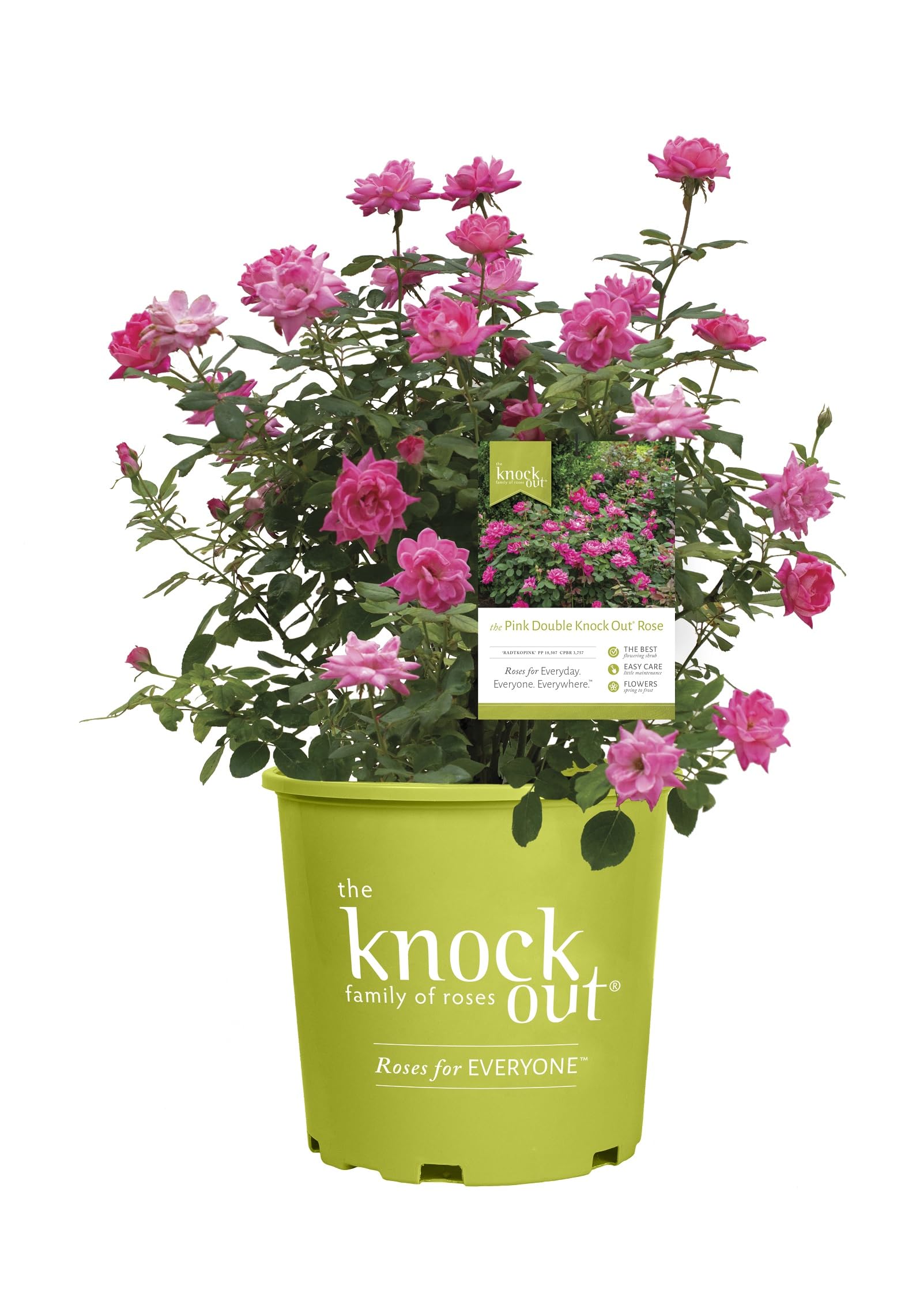 Pink Double Knock Out Rose Bush (1 Gallon) Flowering Semi-Evergreen Shrub with Bubble-Gum Pink Double-Form Blooms - Full Sun Live Outdoor Plant